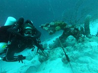 Biodiversity on Shipwrecks