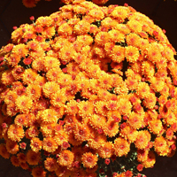 Mums rule every fall at Mitchell's