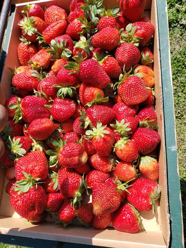 Fresh picked Strawberries anyone ?? 