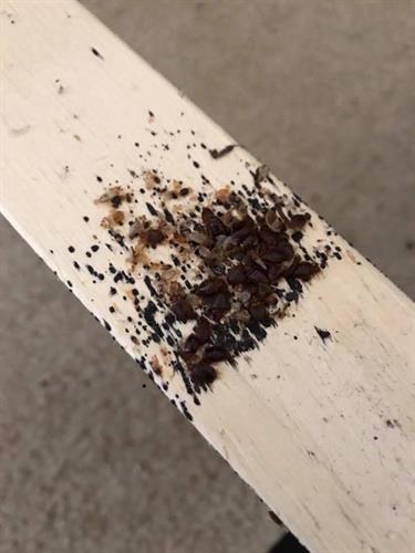 Bedbug Evidence, Bed Slat