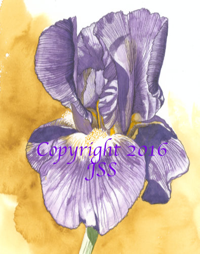 Iris #2 - I love the structure of flowers!  Watercolor and Ink