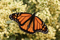 Center for the Inland Bays Family Workshop: Magnificent Monarchs