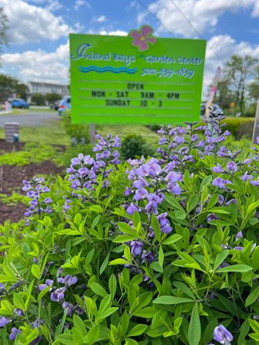 Gallery Image baptisia-sign.jpg