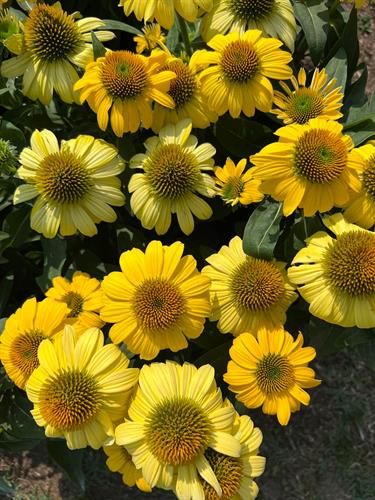 Gallery Image echinacea-yellow_(1).jpg