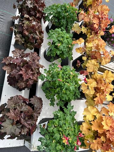 Gallery Image heuchera-shade.jpg