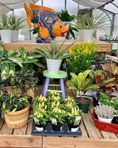 Gallery Image house-plants.jpg