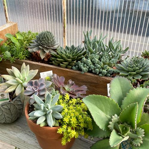 Gallery Image succulent-house.jpg