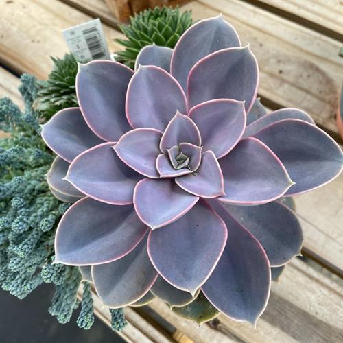 Gallery Image succulents.jpg