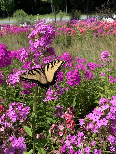 Gallery Image swallowtail.jpg