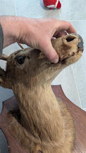 When your deer mount needs a tune-up—Property Tenders steps in. We restored and rehung this taxidermy display with care. #RentalHomeDetails #TaxidermyRepair #PropertyTenders When your deer mount needs a tune-up—Property Tenders steps in. We restored and rehung this taxidermy display with care. #RentalHomeDetails #TaxidermyRepair #PropertyTenders