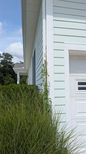 Vine Removal from Siding – Sussex County, DE Remove harmful vines from siding in Lower Sussex County. Protect your home’s curb appeal.
