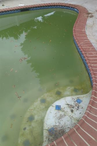 Pool debris/clarity