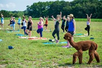 Alpaca Yoga at Four Acres