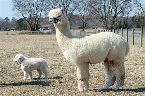 Gallery Image IMG_0365.jpeg