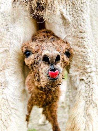 Gallery Image IMG_1872.jpeg