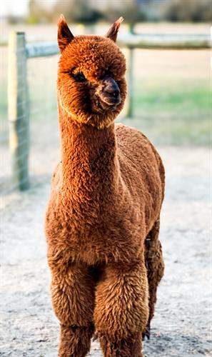 Gallery Image IMG_1999.jpeg