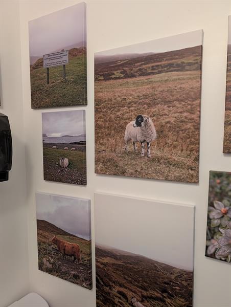Our bathroom filled with sheep photos!
