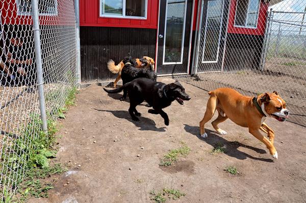780's dog daycare. 780's dog daycare.