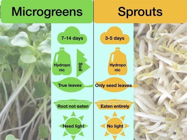 Microgreens vs sprouts