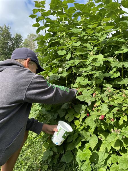 U-Pick Raspberries