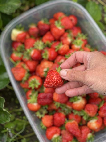 U-Pick Strawberries