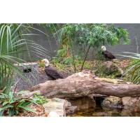 FAIRWINDS Credit Union Sponsors Central Florida Zoo’s Bald Eagle Habitat