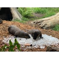 Central Florida Zoo & Botanical Gardens Welcomes New Otter