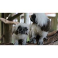 Central Florida Zoo & Botanical Gardens Welcomes St. Johns Rivership As Sponsor Of Cotton-Top Tamarin