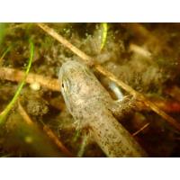 170 Striped Newts Released In Northern Florida 