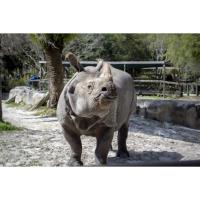 Central Florida Zoo & Botanical Gardens’ Greater One-Horned Rhino, PJ, Moving To Buffalo Zoo To Breed