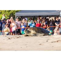 Inside Tour de Turtles at Disney's Vero Beach Resort