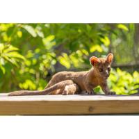 Central Florida Zoo Welcomes Rare Fossa cubs
