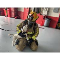 Service Dogs Train with Seminole County Fire to Familiarize with First Response Sights and Sounds