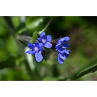 A Blooming Breakthrough: How a Blue Flower and Iodized Salt Are Changing Skin Care for Seniors