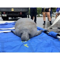 Melby, Manatee Rescued From A Storm Drain In Melbourne Beach, Returns To Florida Waters After Rehabilitation At SeaWorld Orlando