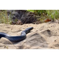42 Eastern Indigo Snakes Released Across Florida And Alabama In Continued Species Recovery Effort 