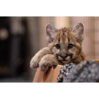 Central Florida Zoo Welcomes Two Adorable Cougar Cubs 