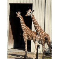 Central Florida Zoo Welcomes Two Female Giraffes