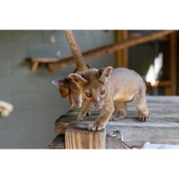 Central Florida Zoo Says Good-Bye To Miracle Fosa Sisters