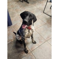 Longwood Police Department Welcomes New K-9 Scout to Support School Safety Weapon Detection at Lyman