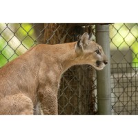 Endangered Florida Panther Kitten Finds New Home At Central Florida Zoo & Botanical Gardens