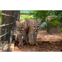 Central Florida Zoo’s Cougar Cub Siblings Make Public Debut On Habitat
