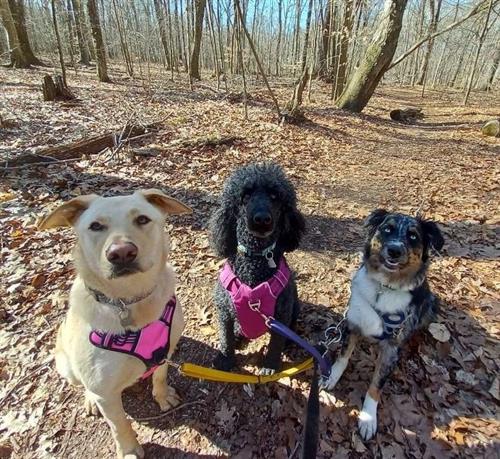 Carly, Autumn, and Skye - the hiking trio!