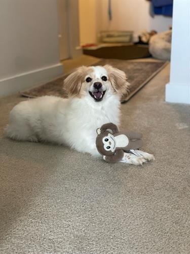 Maxi and his favorite monkey!