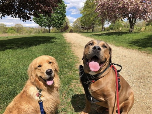Duff and Crash loving the spring weather