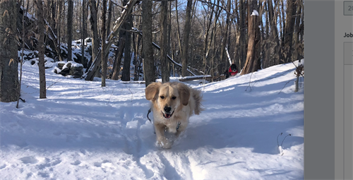 Kona enjoying a snow day