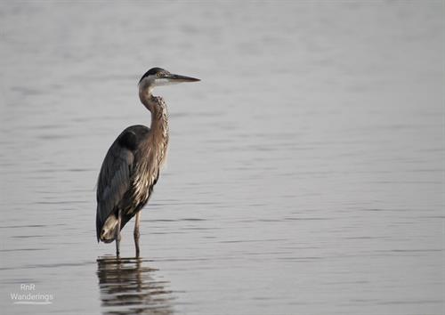 Great blue heron waiting for me to stop taking pictures