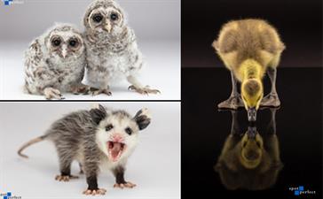 Nature's Edge Wildlife and Reptile Rescue Nature's Edge Wildlife and Reptile Rescue