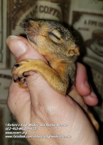 Fox squirrel Fox squirrel