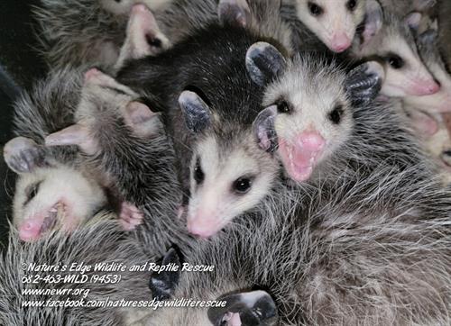 Virginia Opossums Virginia Opossums